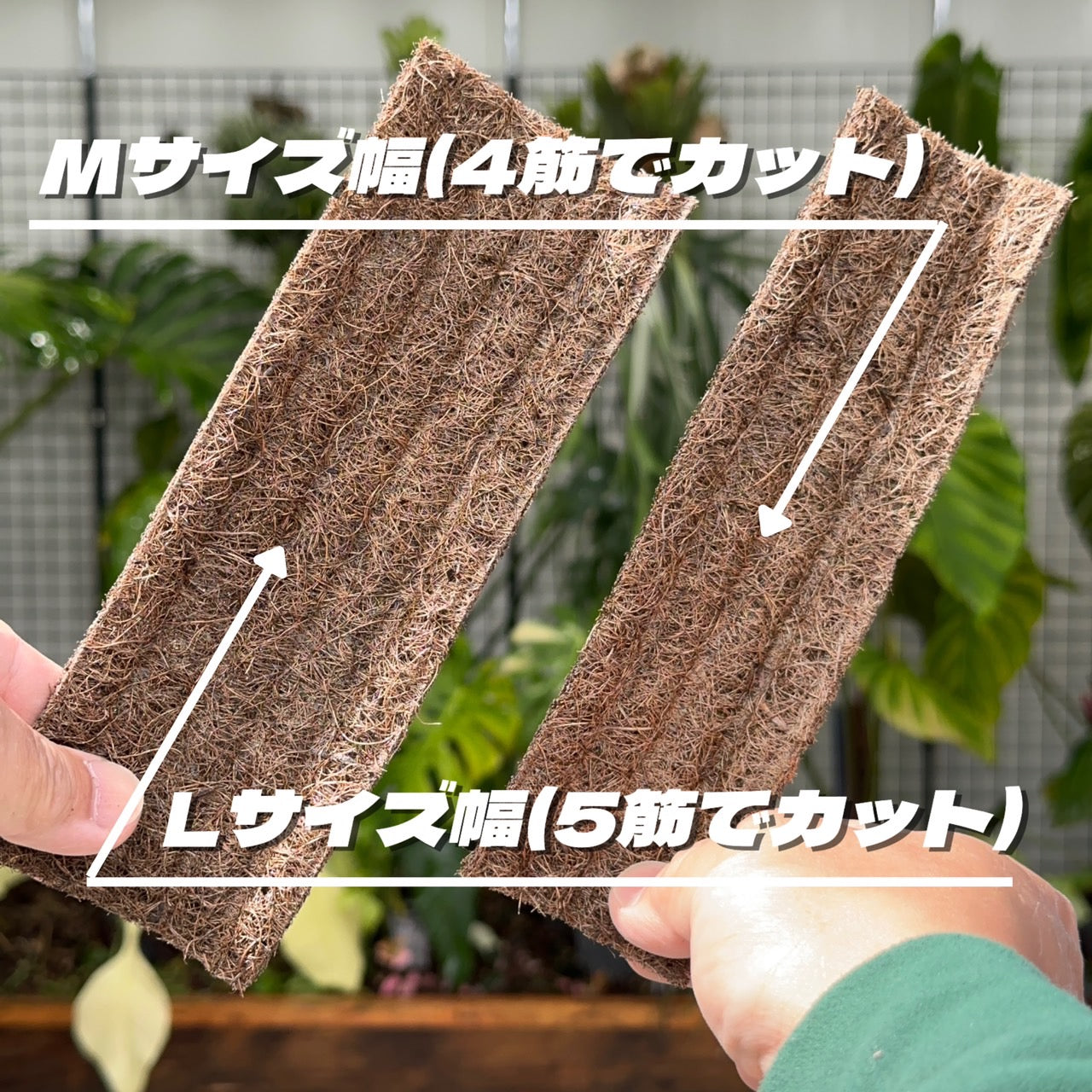 ねこの着生マット