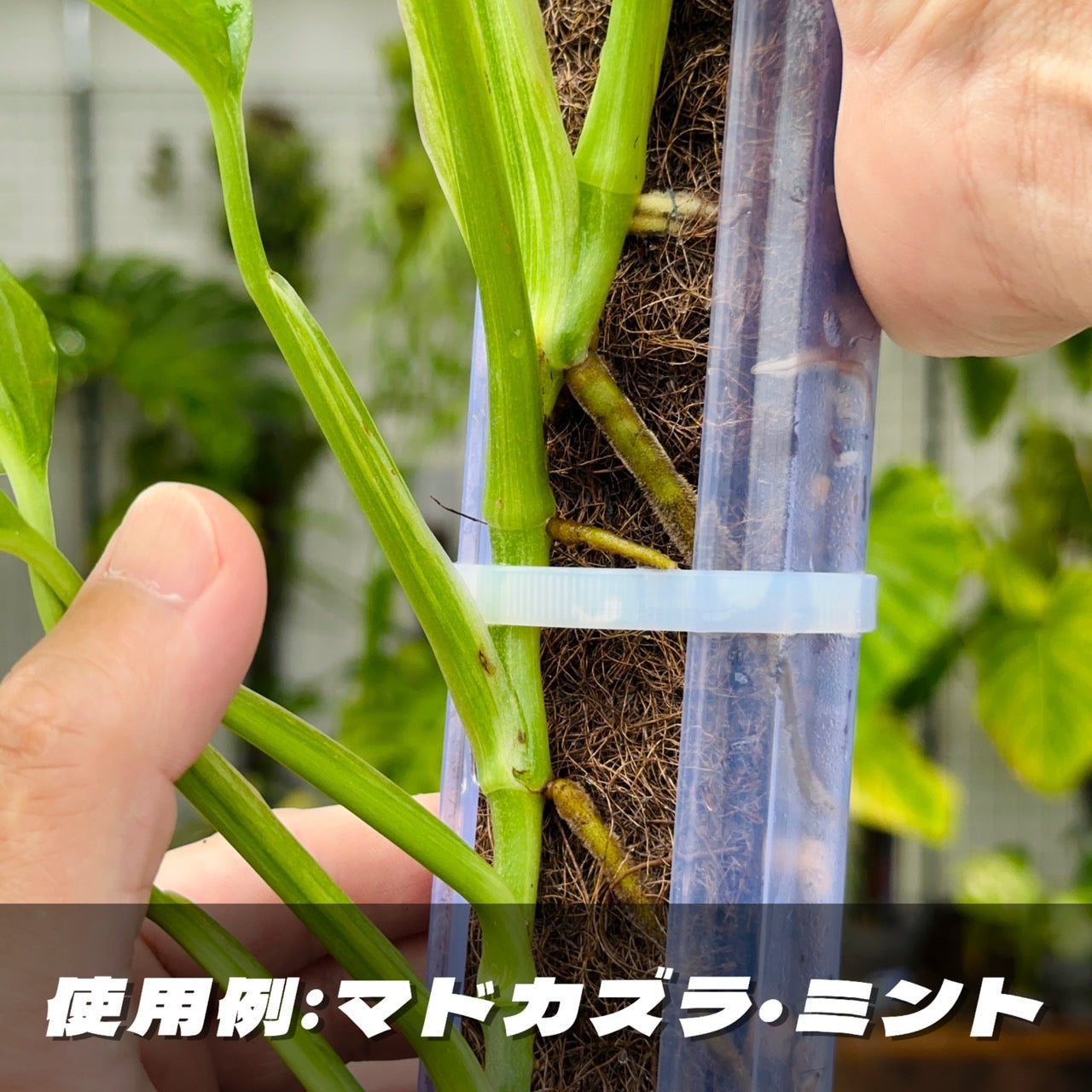 ねこの着生マット