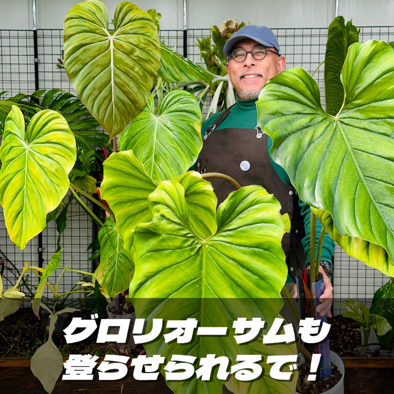 ねこの着生マット