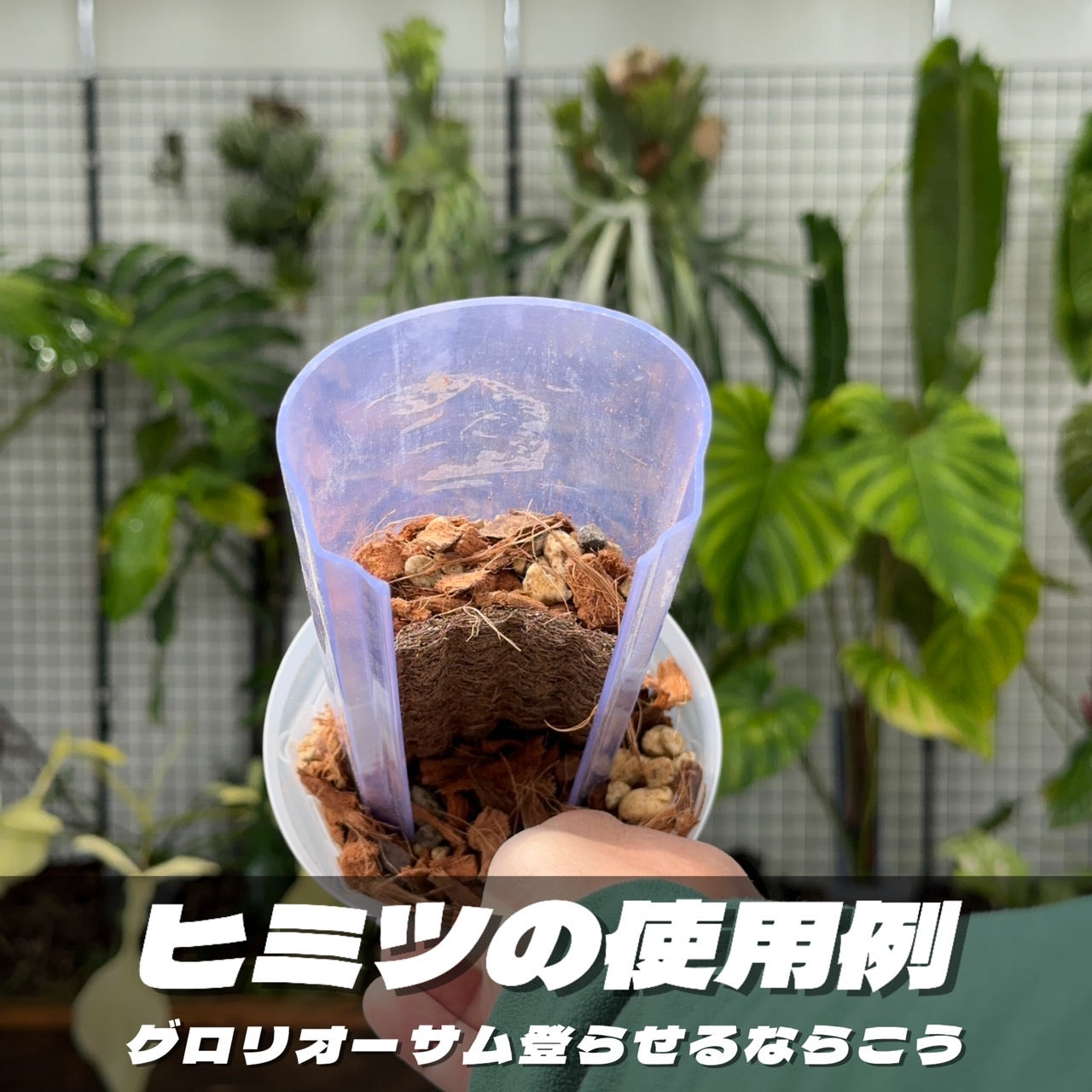 ねこの着生マット